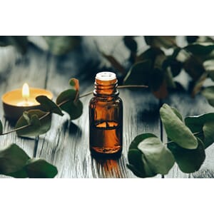 Eukalyptus radiata økologisk