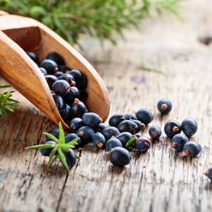 Einebær eterisk olje øko (SV)