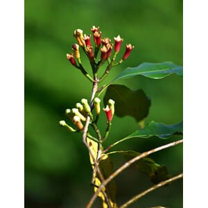 Kryddernellikolje økologisk