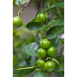 2017_Rel shutterstock_2022516383.jpg