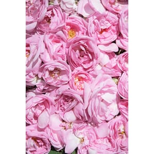 Rose Damask absolute