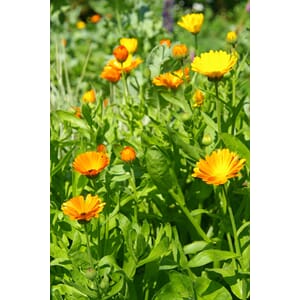 Ringblomstekstrakt økologisk Co2