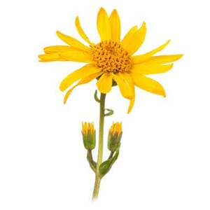 Arnica blomst CO2 ekstrakt
