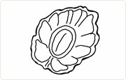 9043 9043_Former,mokkablomst
