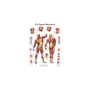 Human Musculature plakat 500x670 mm, UTSOLGT