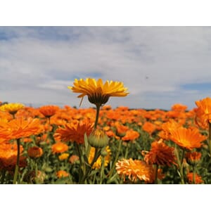 Ringblomstolje økologisk, uttrekk i kaldpresset tistelolje