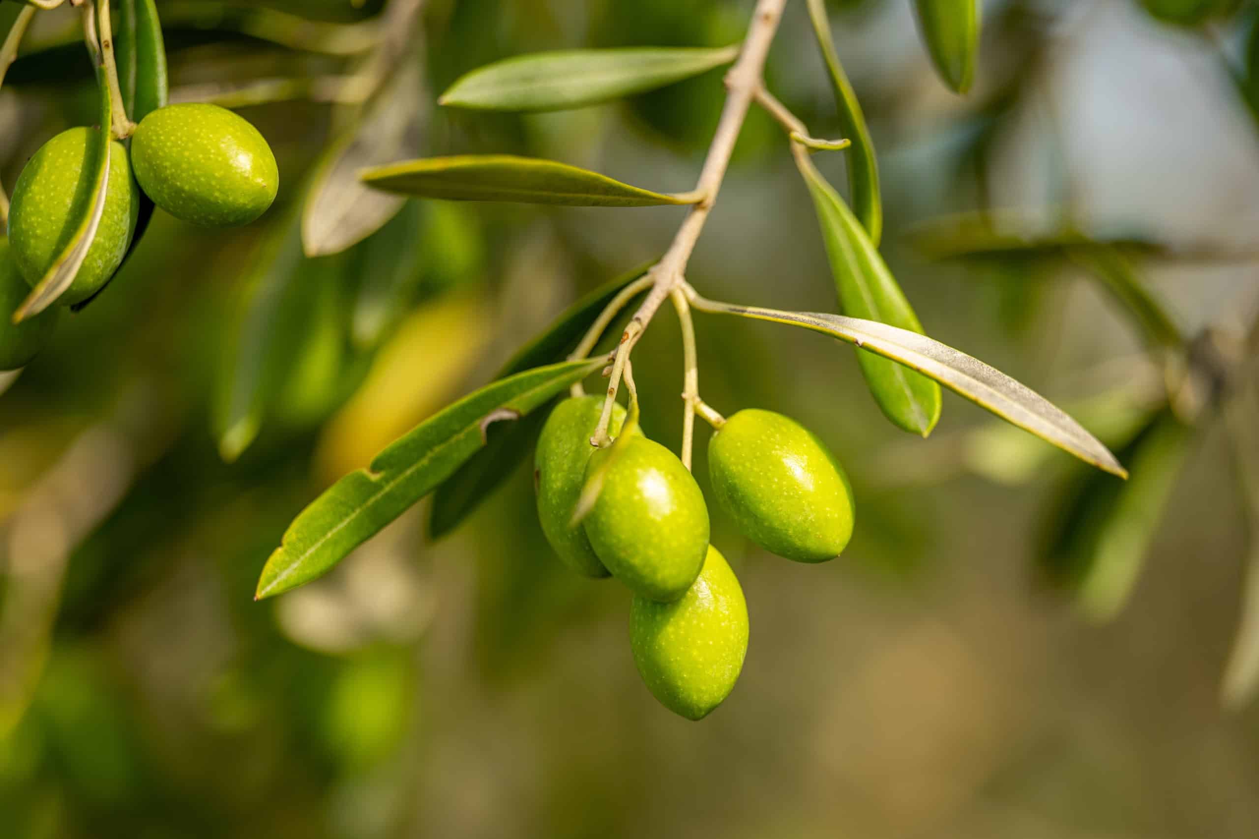 Olivenolje øko. DEBIO kaldpresset