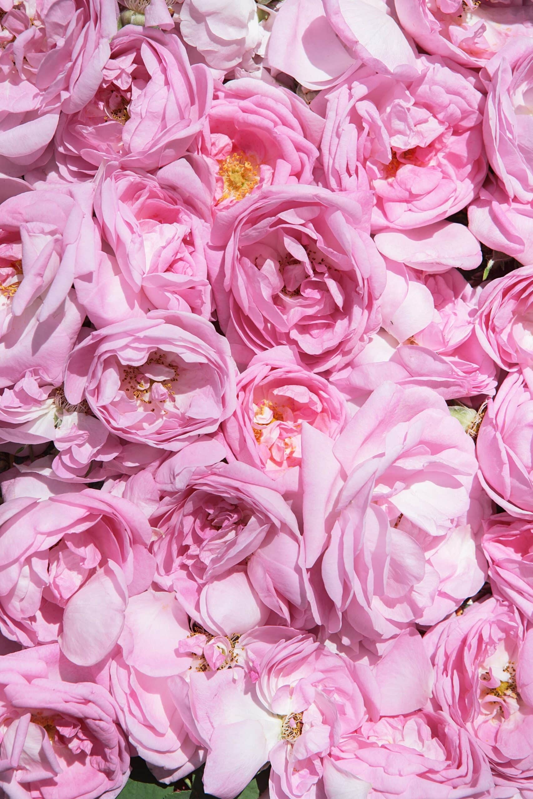 Rose Damask absolute