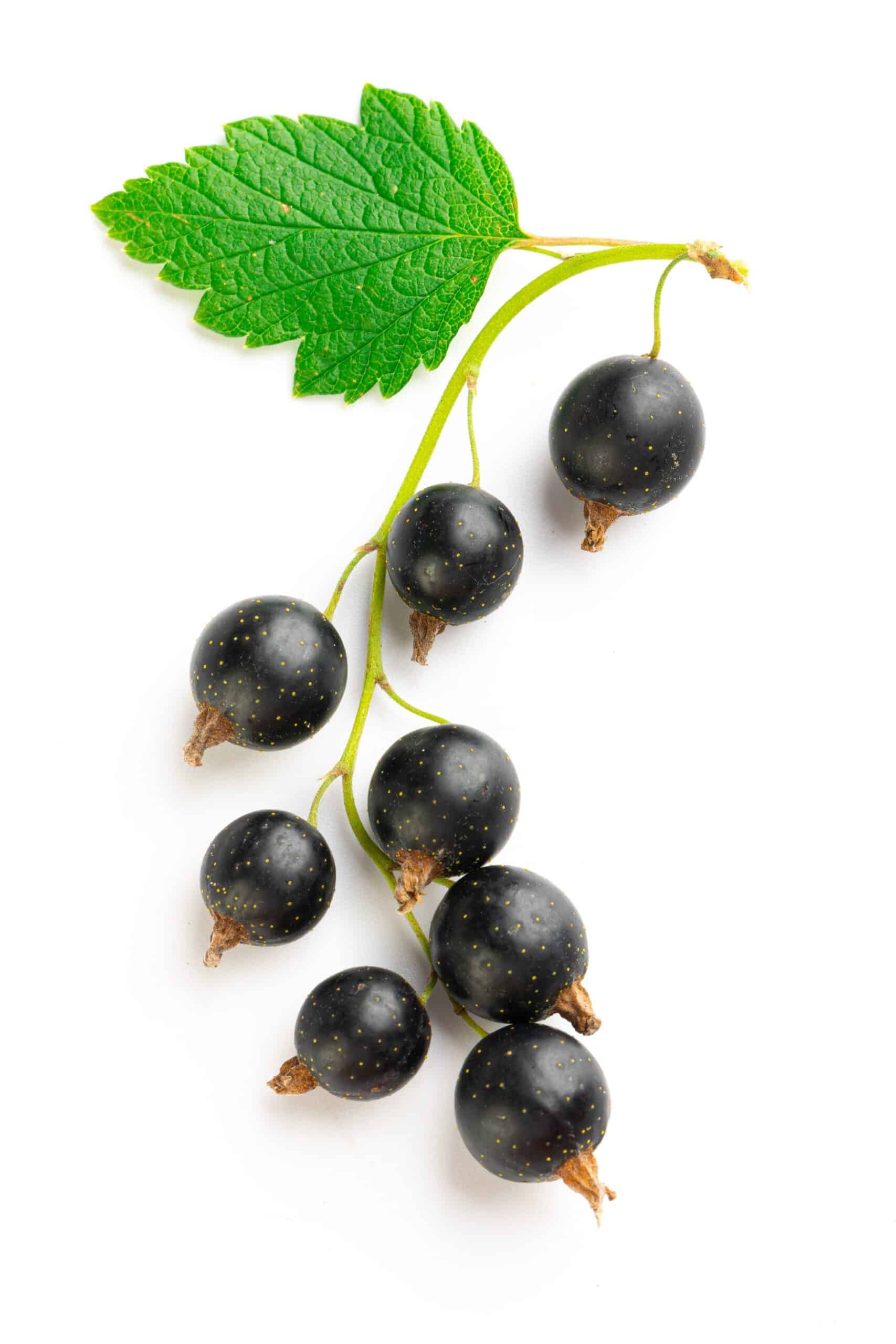 Solbæraroma
